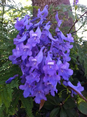 Jacaranda Detail