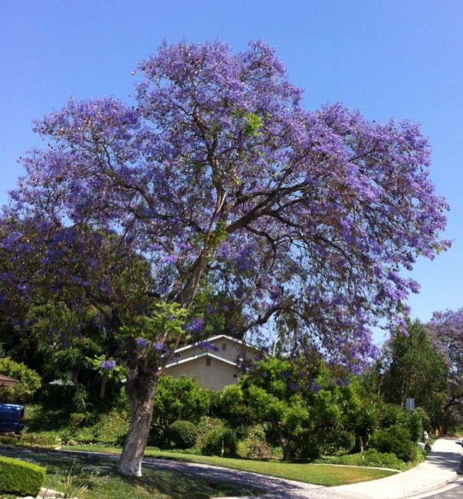 Jacaranda
