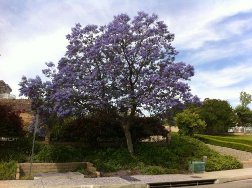 Jacaranda Tree