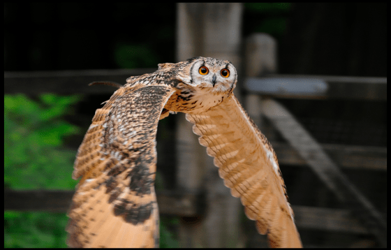 OWL flying