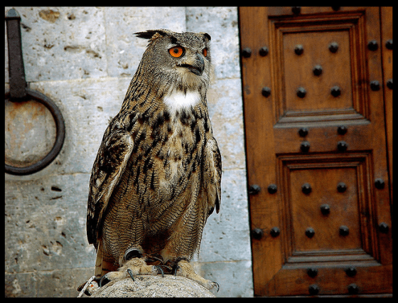 OWL harry potter