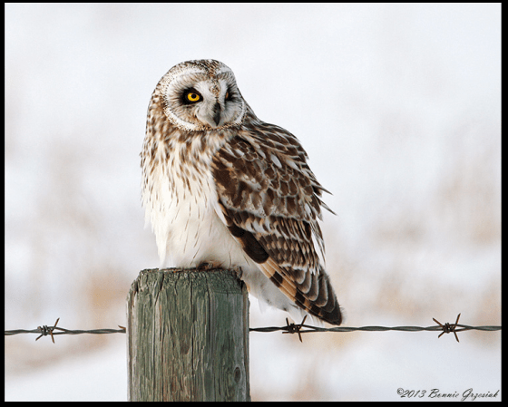 OWL1
