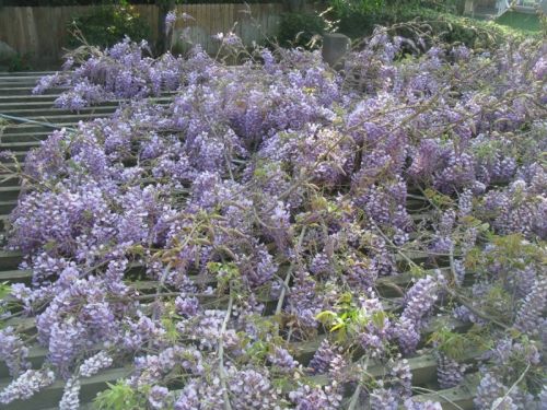 wysteria from above