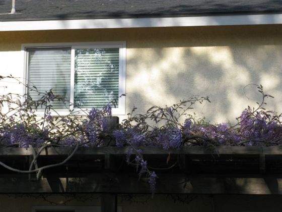 wysteria_1