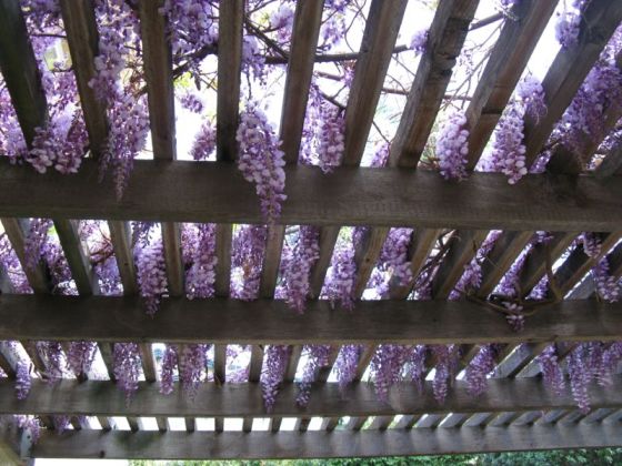 wysteria_2