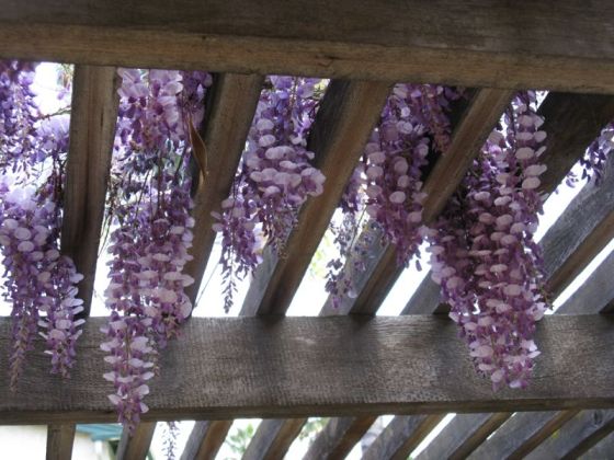 wysteria_3