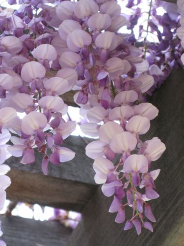 wysteria_5
