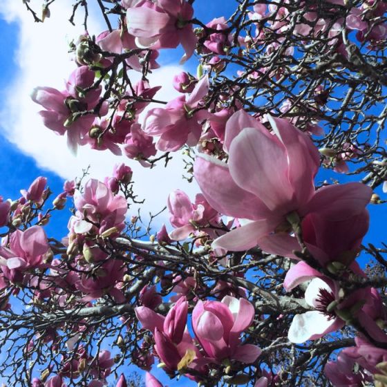 Magnolias