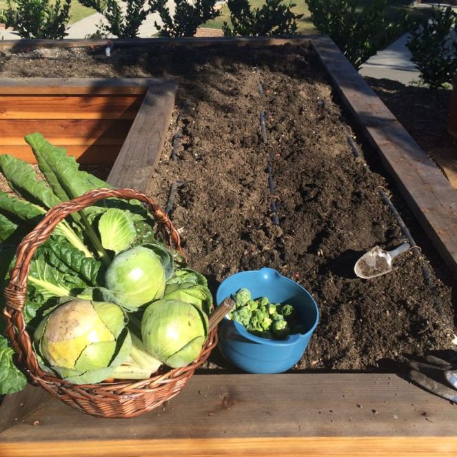 Clearing Garden SPR 15