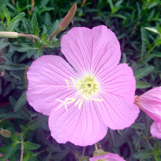 morning-walk-pink-flower
