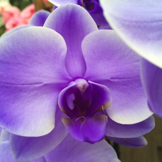 quiltretreat2016_orchid1a