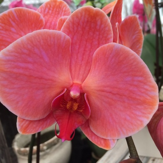 quiltretreat2016_orchid1b