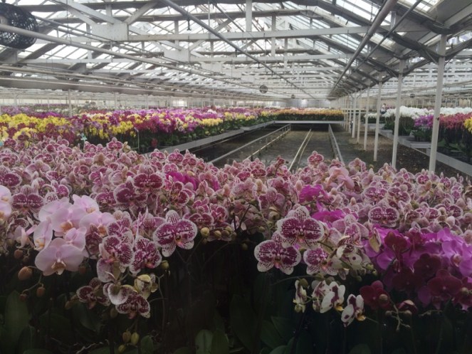 quiltretreat2016_orchid1c