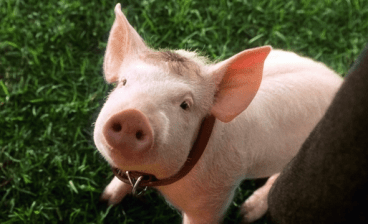 babe-the-gallant-pig