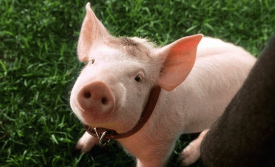 babe-the-gallant-pig