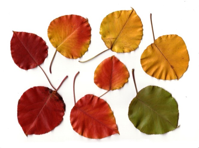Fall Leaves