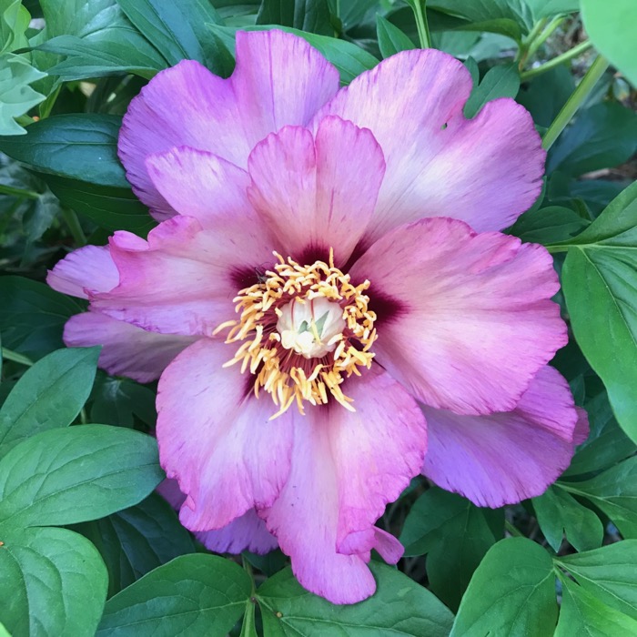 Peony_2019