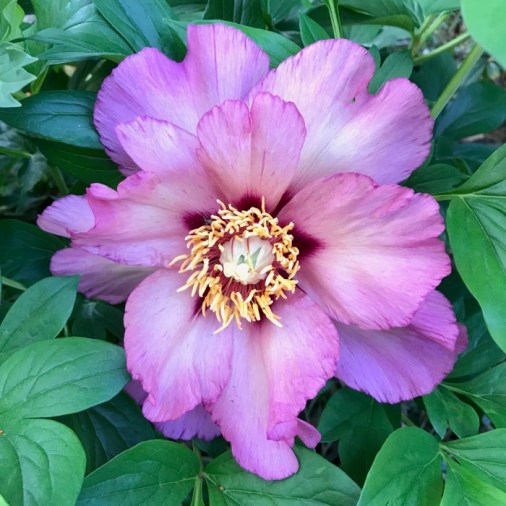 Peony_2019