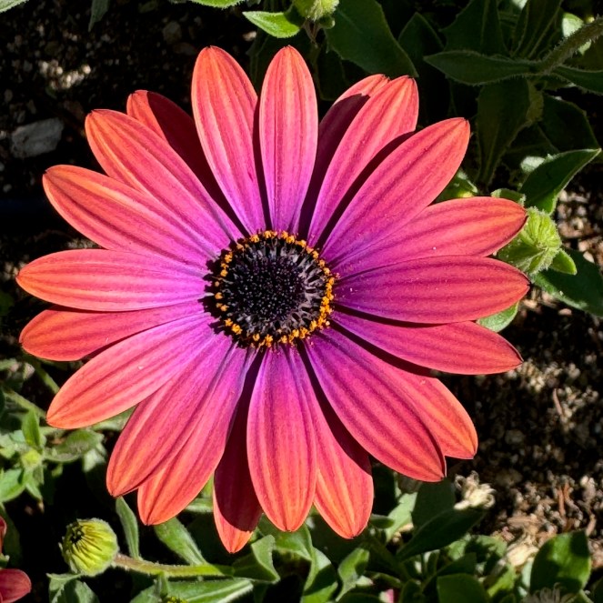 Why do I do this? • February 2025 This and&nbsp;That